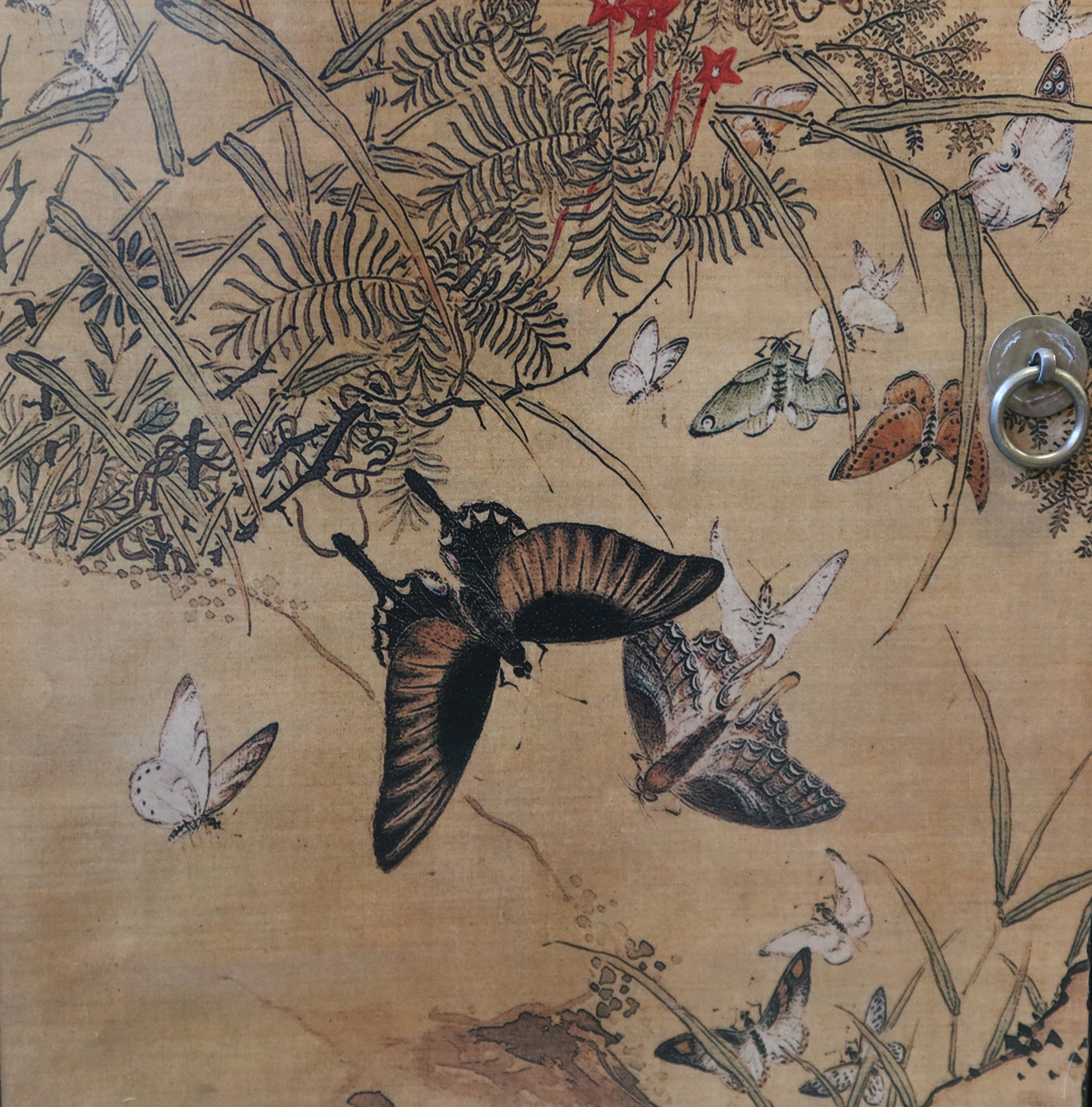 MADIA MONGOLIA DECORATA