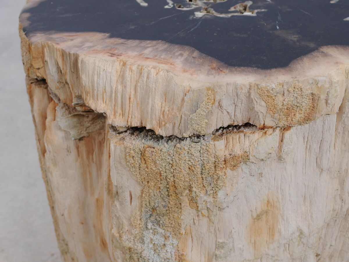 Tavolino tronco in legno pietrificato