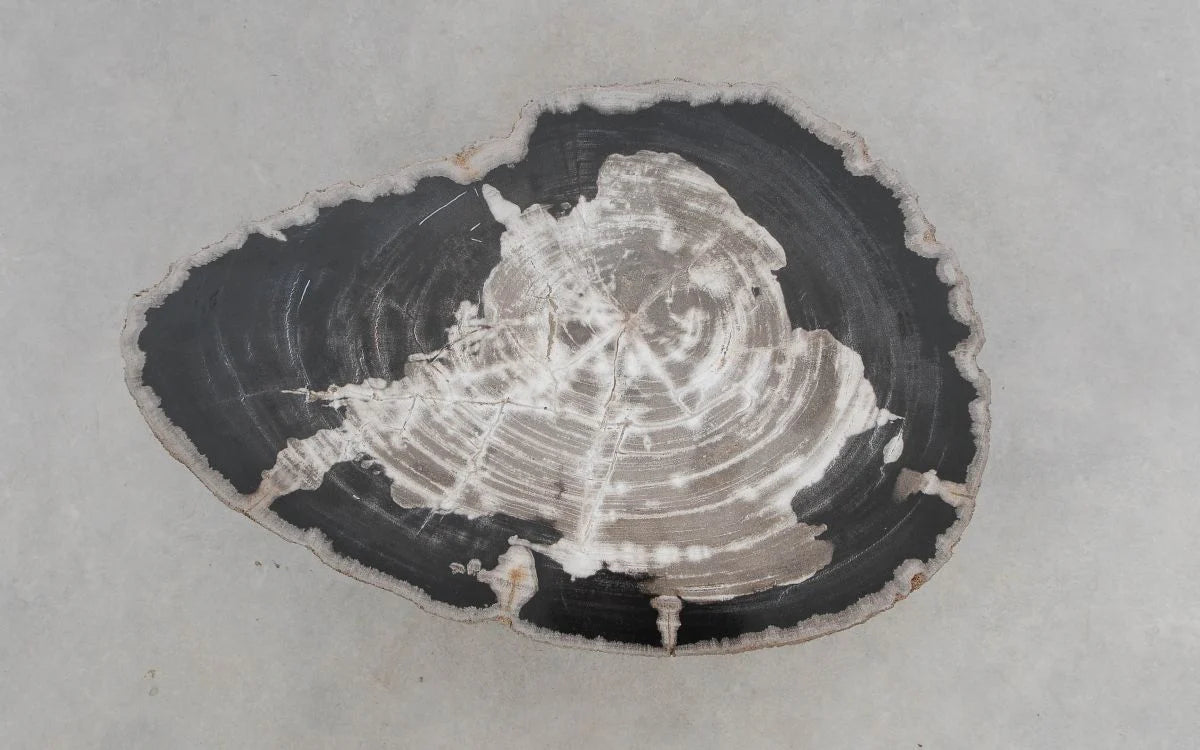 Tavolino caffè in legno pietrificato