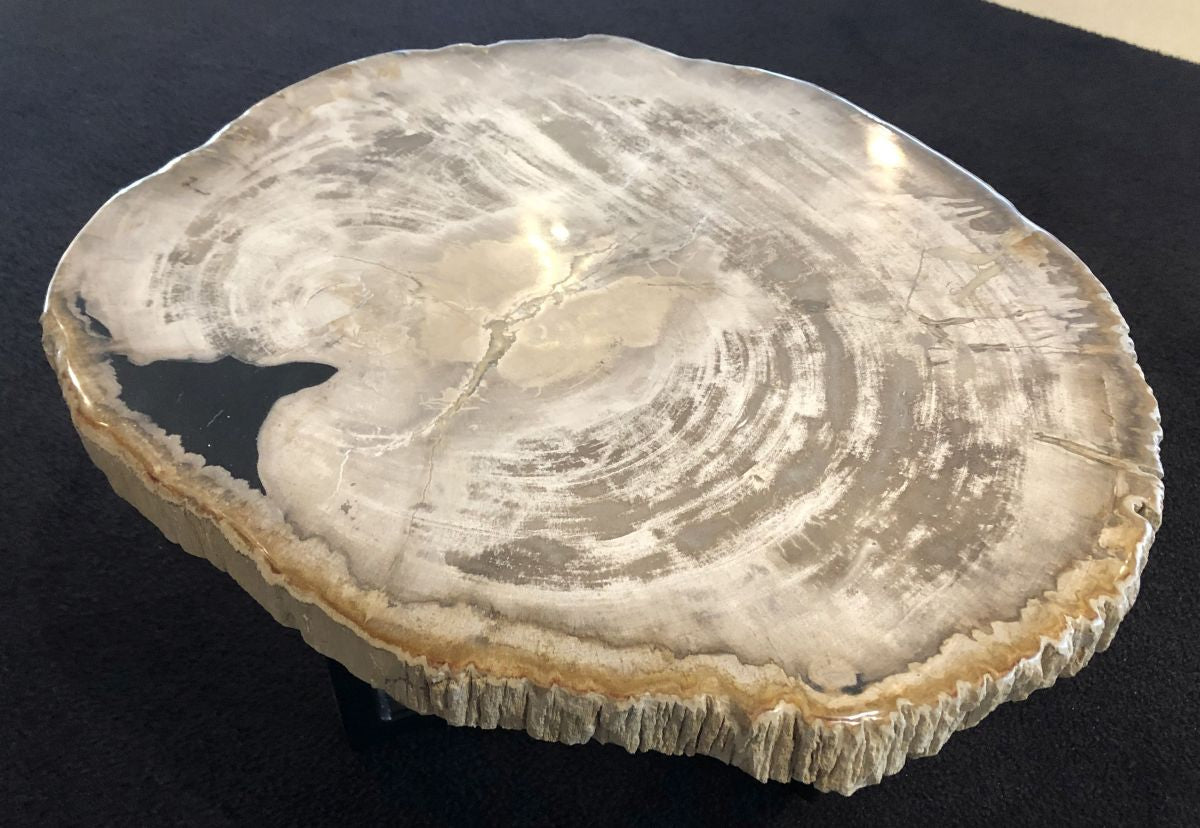 Lastra per tavolino in legno pietrificato - 31166