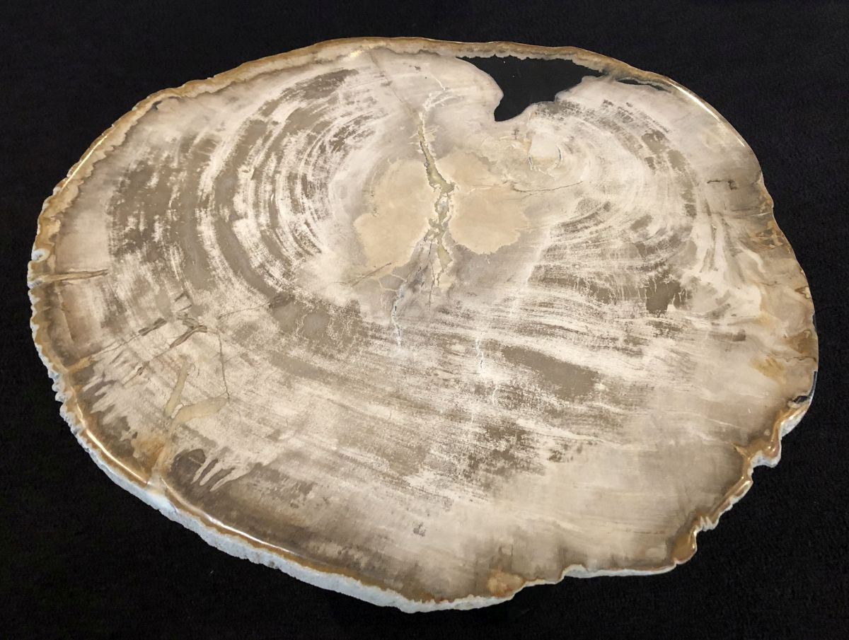 Lastra per tavolino in legno pietrificato - 31166