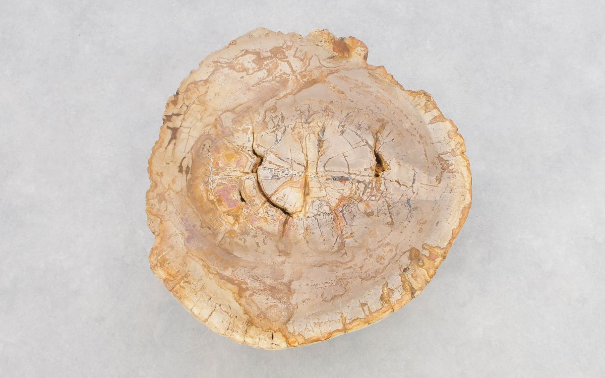 Lastra per tavolino in legno pietrificato - 43244