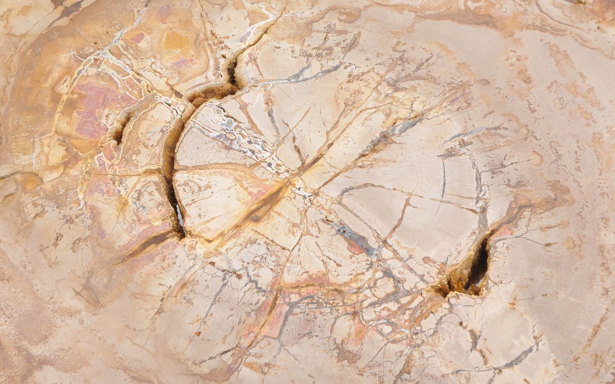 Lastra per tavolino in legno pietrificato - 43244