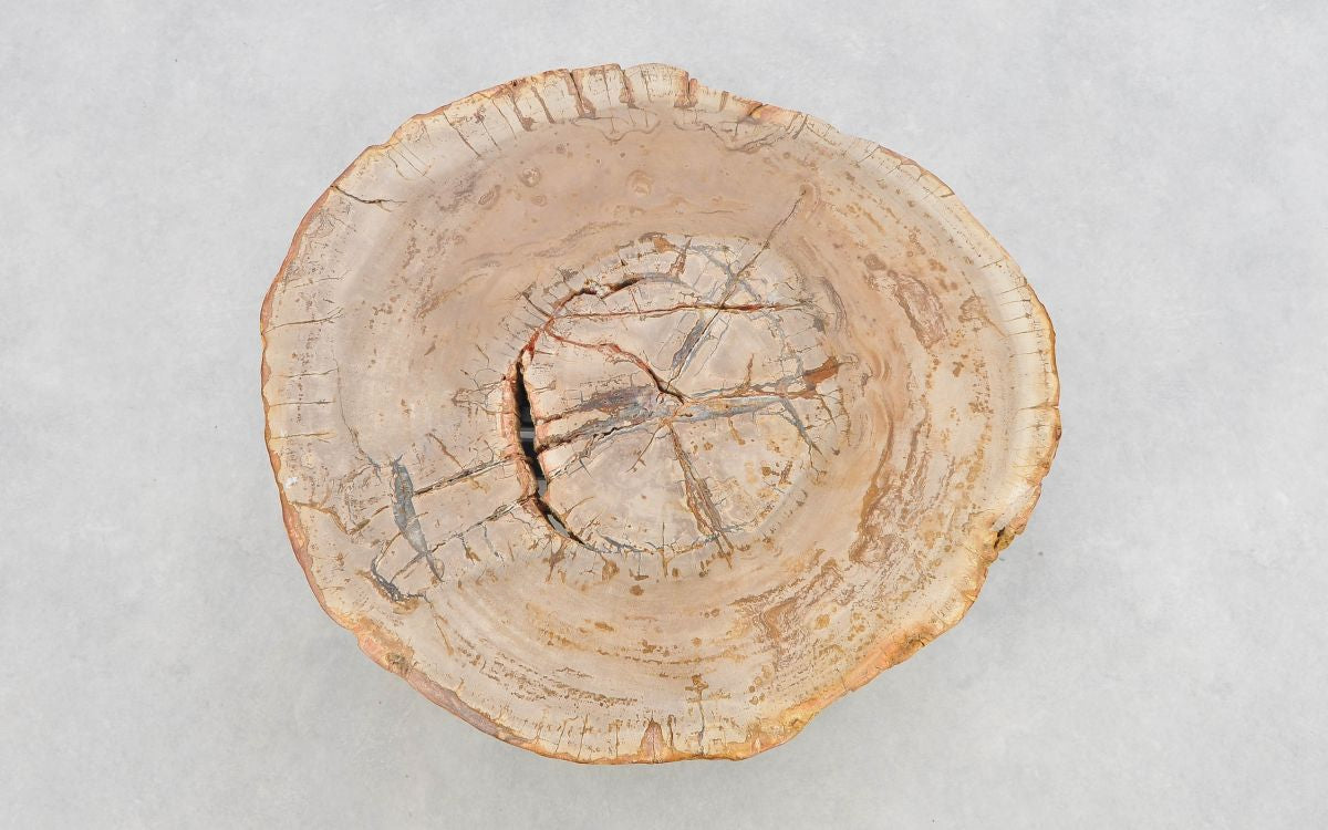 Lastra per tavolino in legno pietrificato - 43253