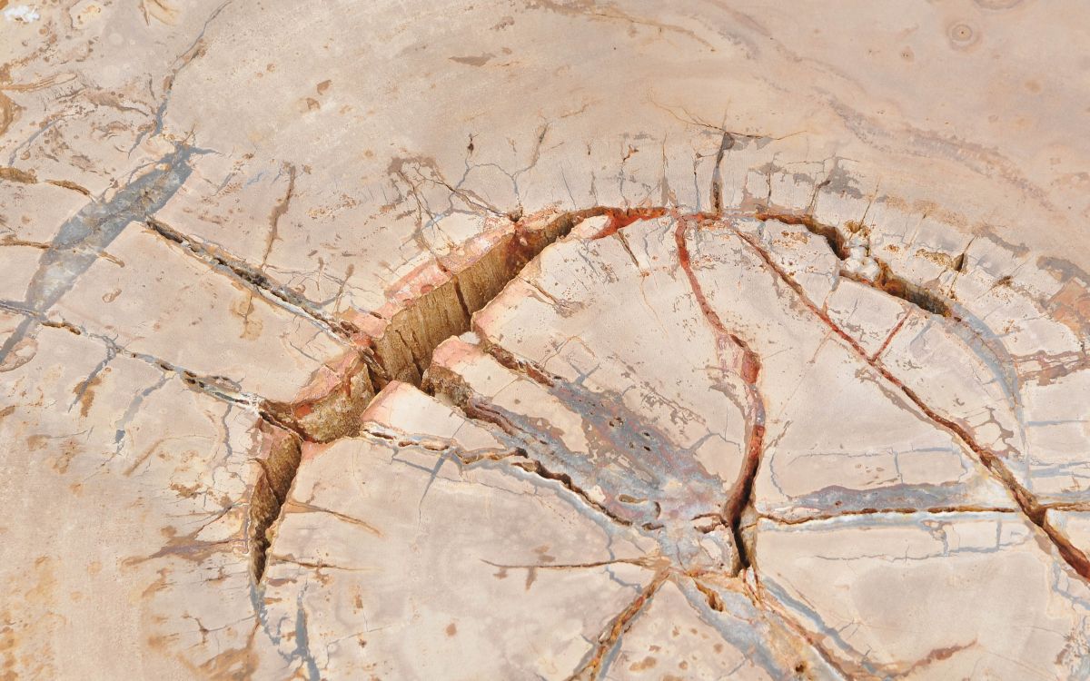 Lastra per tavolino in legno pietrificato - 43253