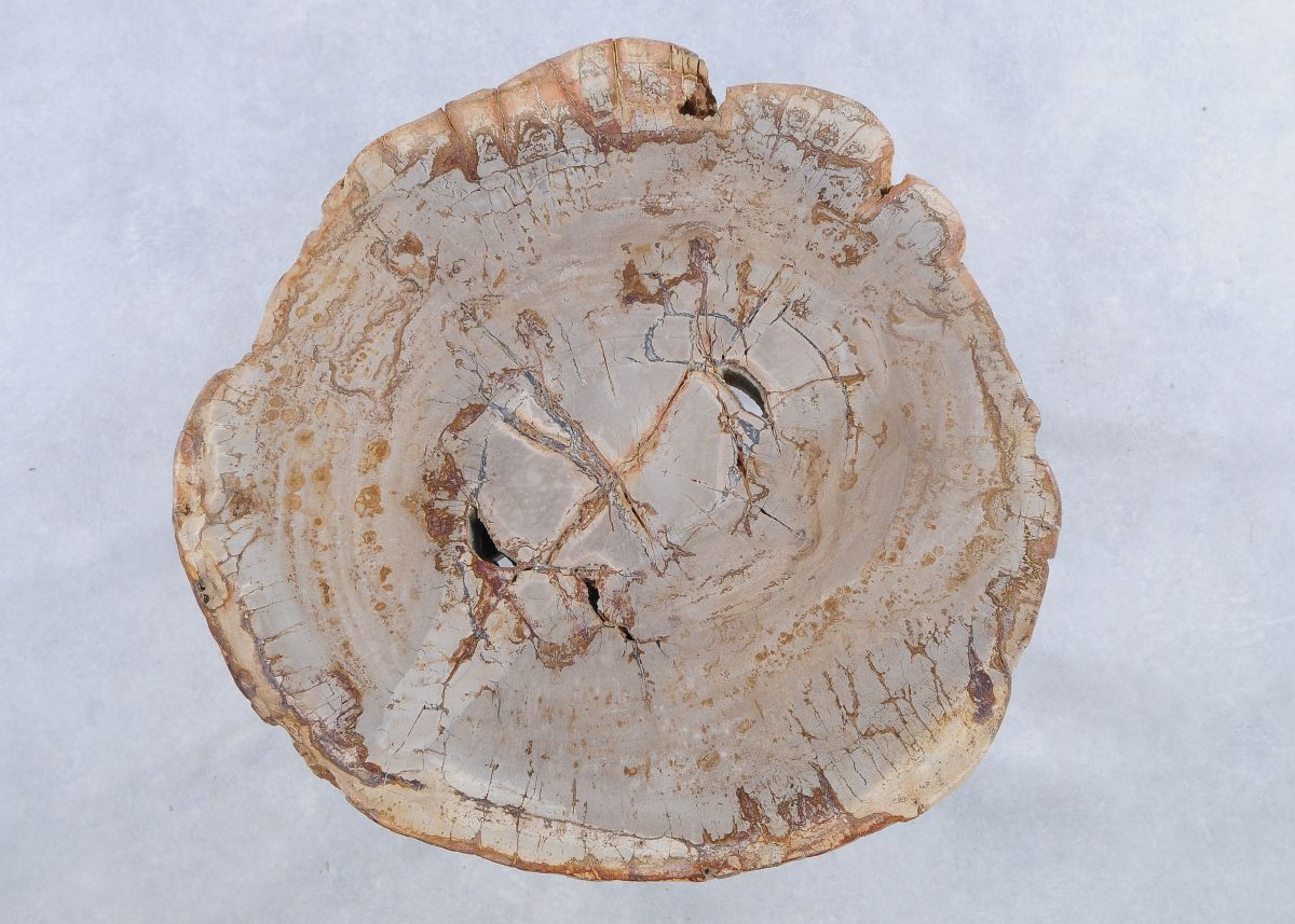 Lastra per tavolino in legno pietrificato - 44135