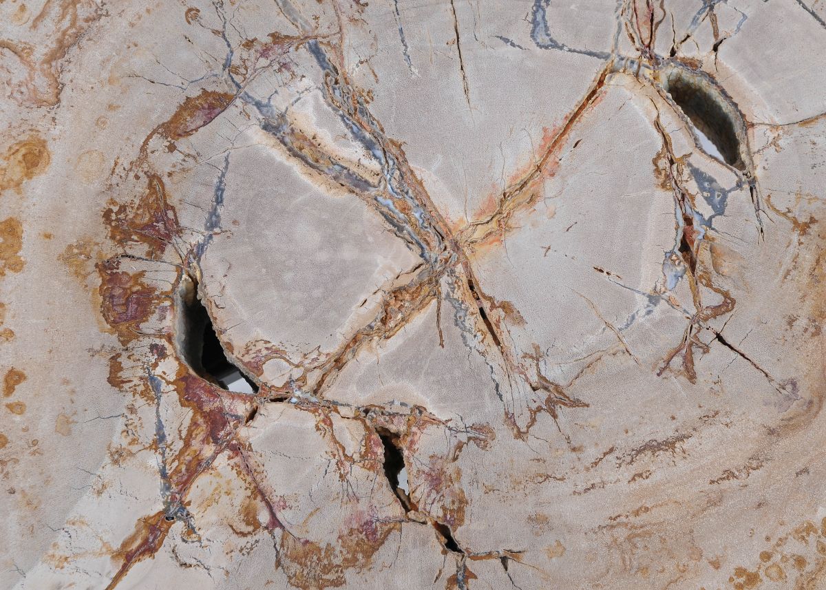 Lastra per tavolino in legno pietrificato - 44135