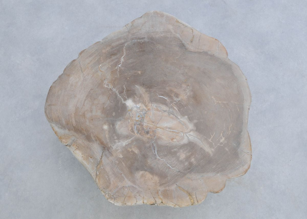 Lastra per tavolino in legno pietrificato - 45166