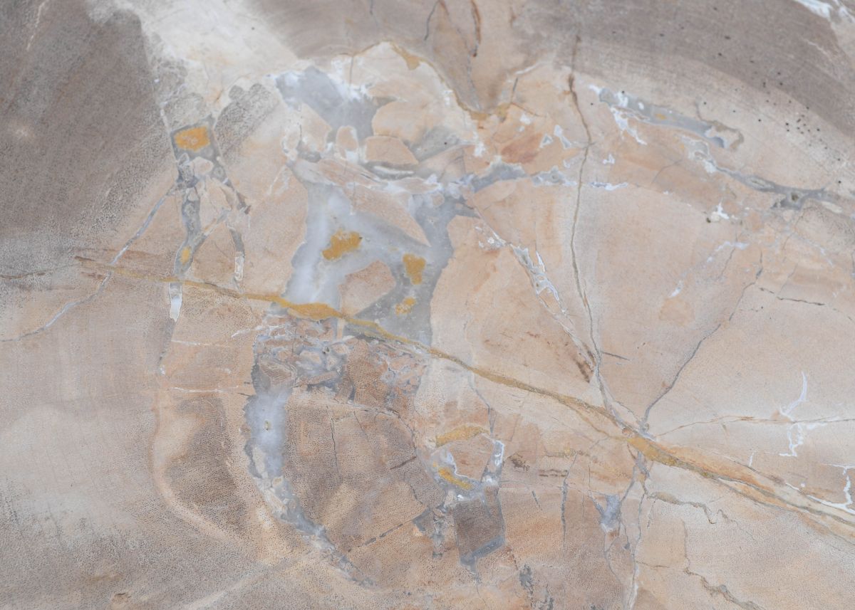 Lastra per tavolino in legno pietrificato - 45166