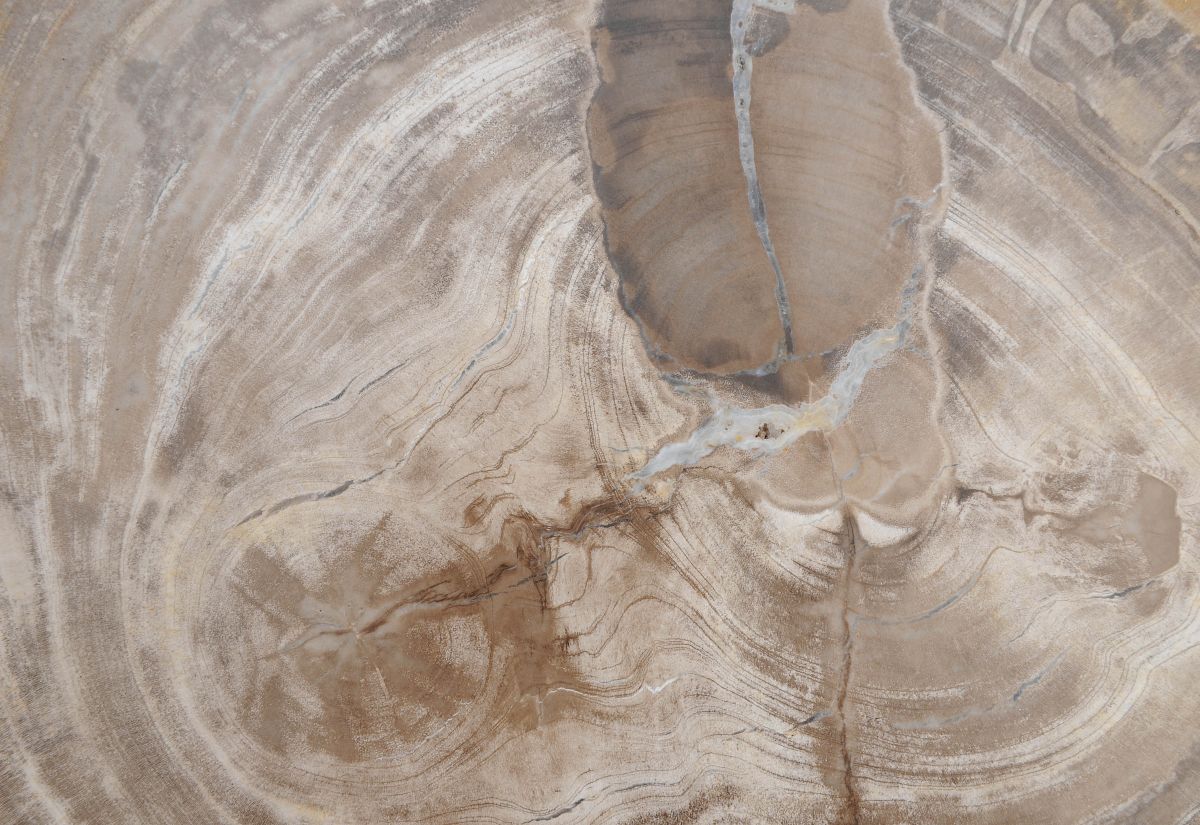 Lastra per tavolino in legno pietrificato - 48264