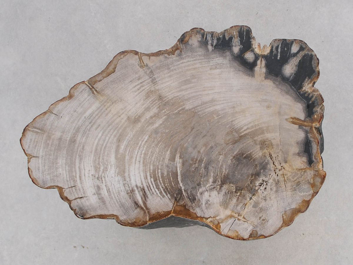 Tavolino tronco in legno pietrificato - 47039
