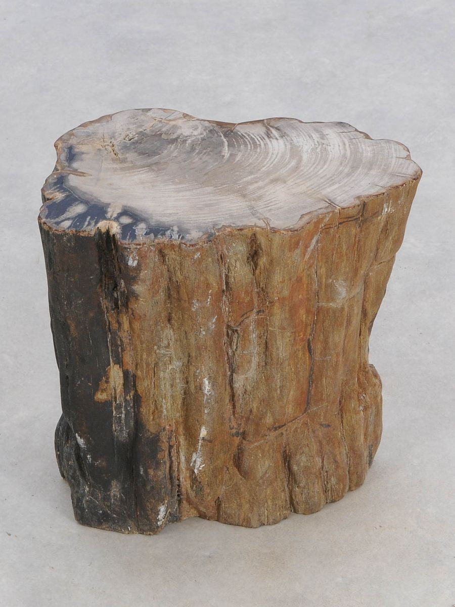 Tavolino tronco in legno pietrificato - 47039