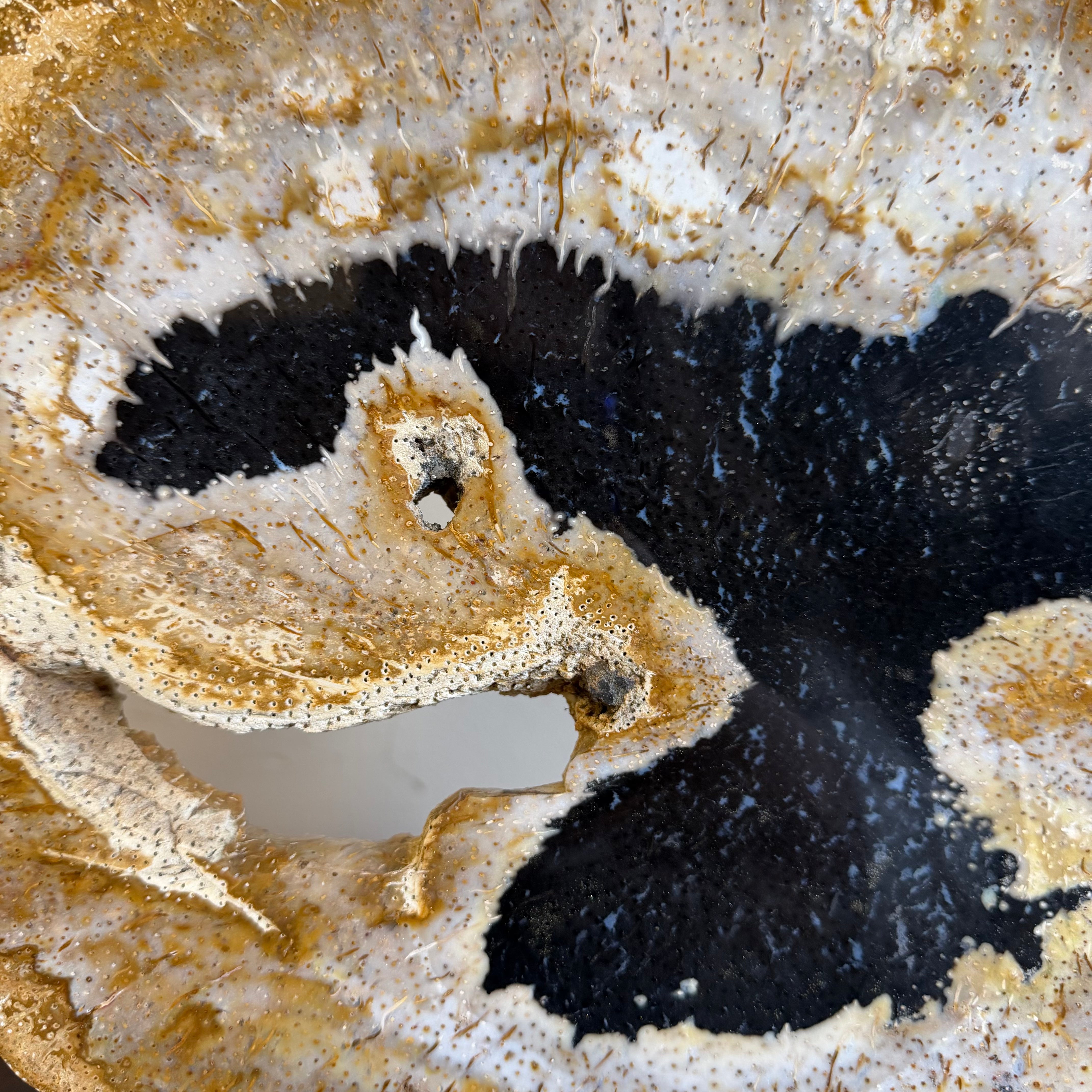 Lastra per tavolino o oggetto decorativo in legno pietrificato - 48336