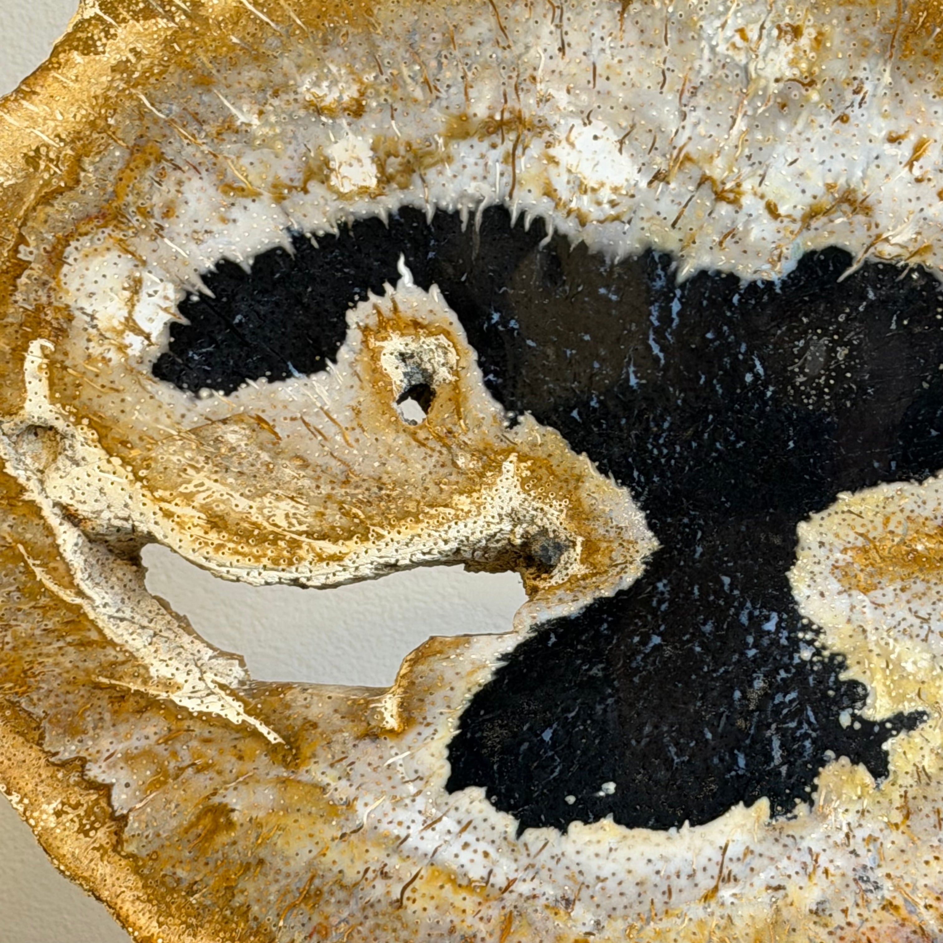 Lastra per tavolino o oggetto decorativo in legno pietrificato - 48336