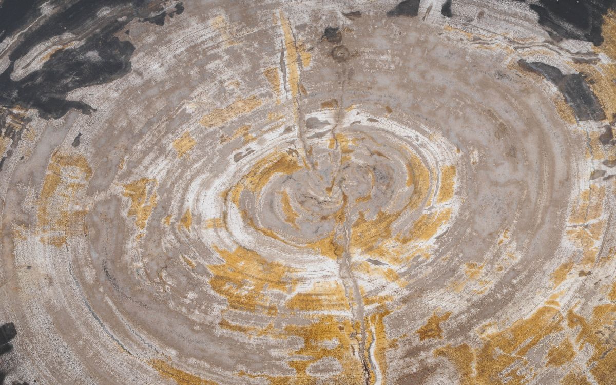 Lastra per tavolino in legno pietrificato - 49353i