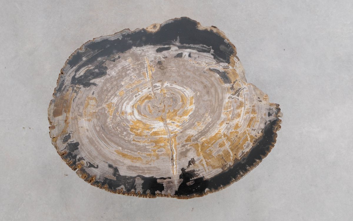 Lastra per tavolino in legno pietrificato - 49353i