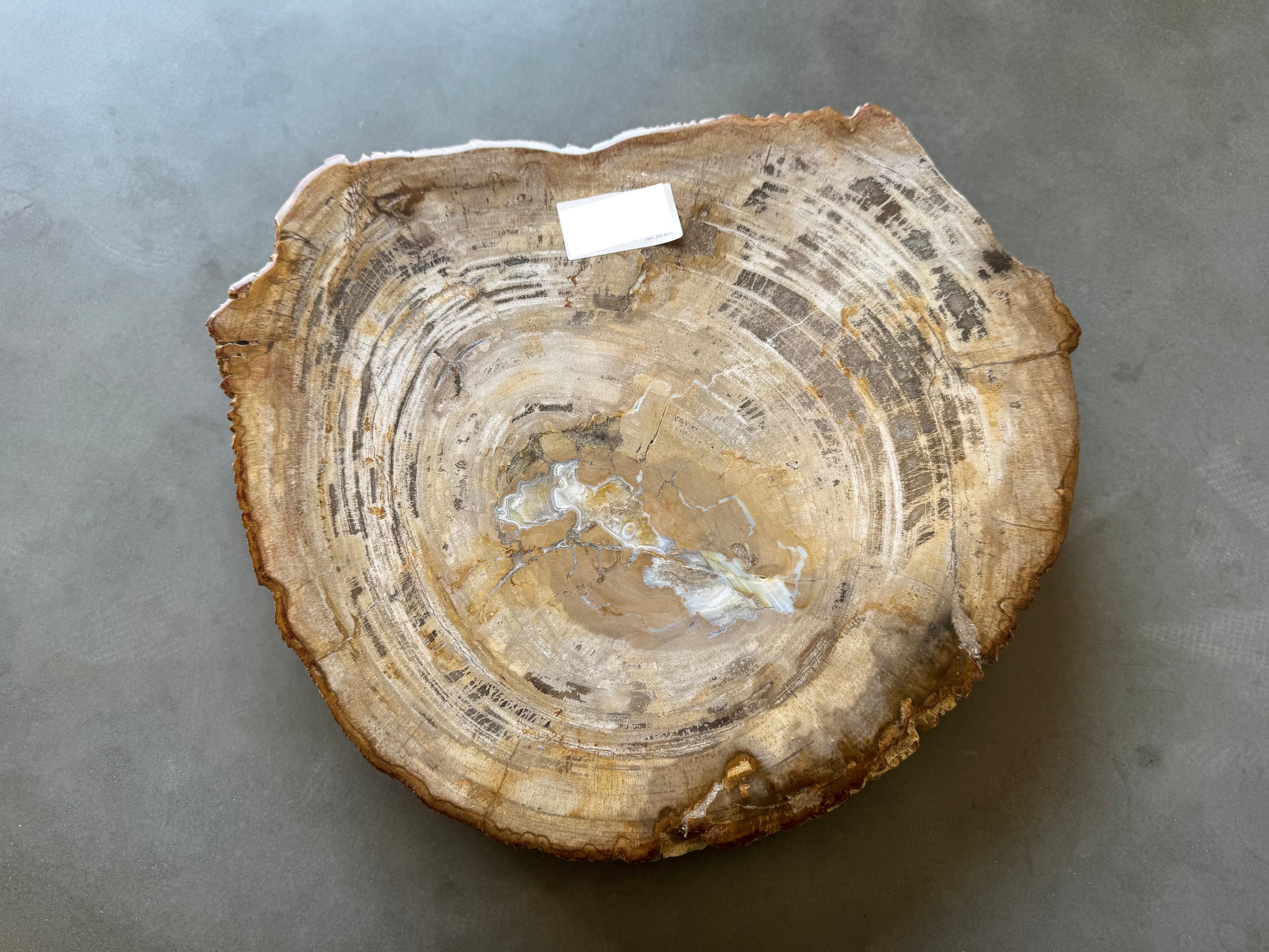 Lastra per tavolino o oggetto decorativo in legno pietrificato - 50003