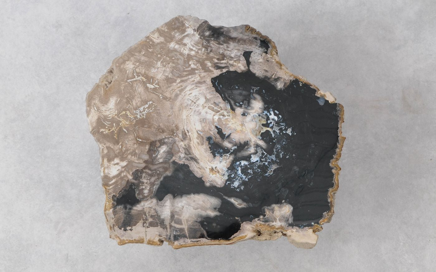 Lastra per tavolino in legno pietrificato - 51293