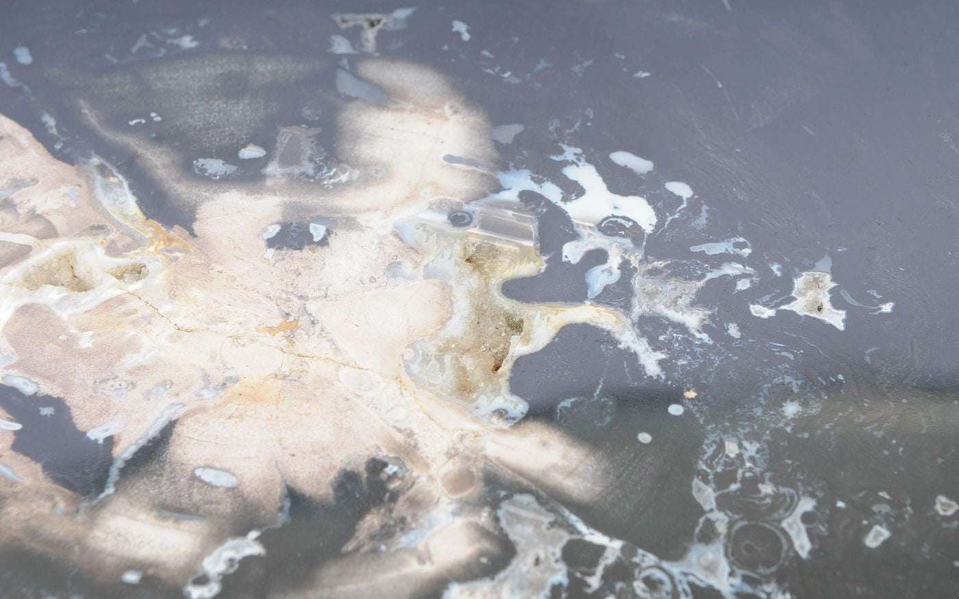 Lastra per tavolino in legno pietrificato - 51293