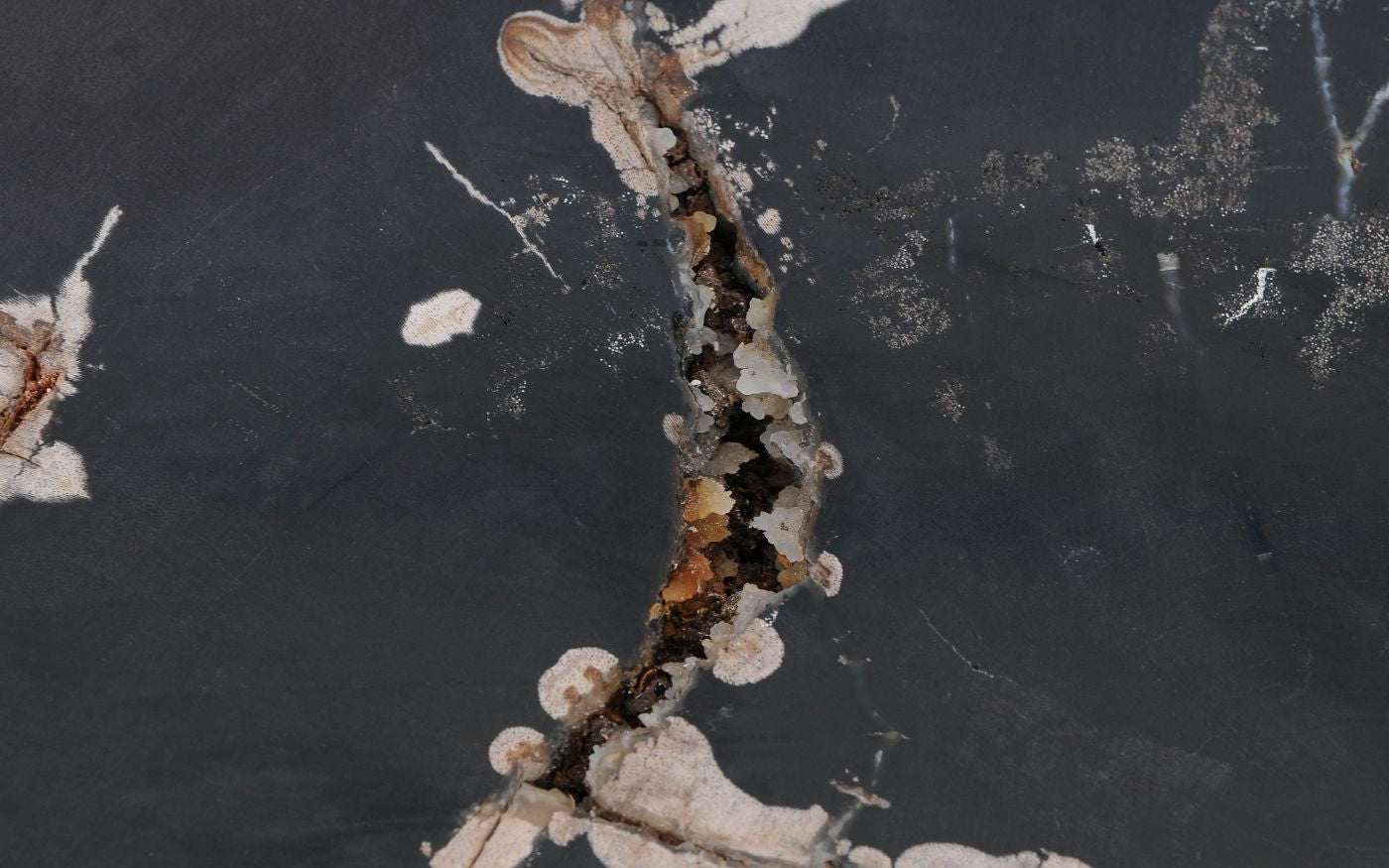 Lastra per tavolino in legno pietrificato - 52285