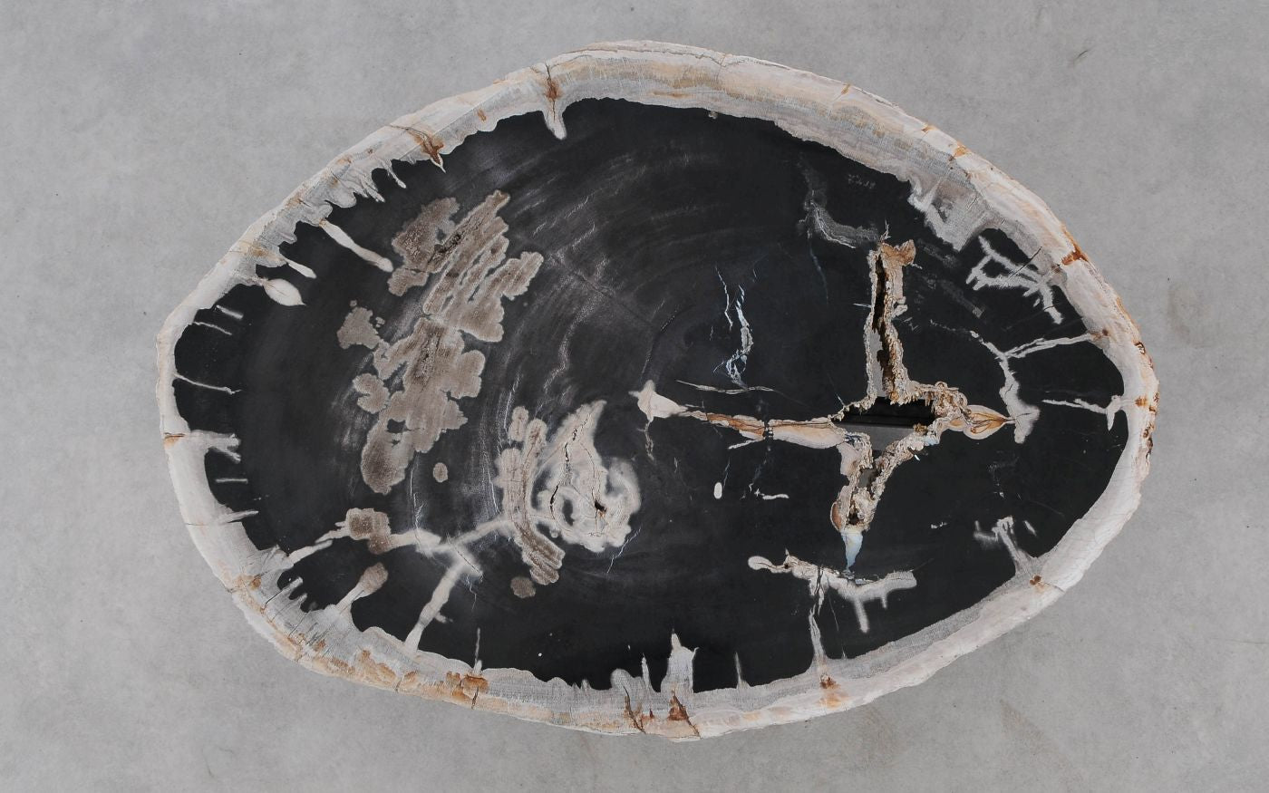 Lastra per tavolino in legno pietrificato - 52303