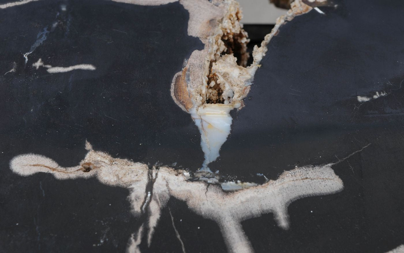 Lastra per tavolino in legno pietrificato - 52303