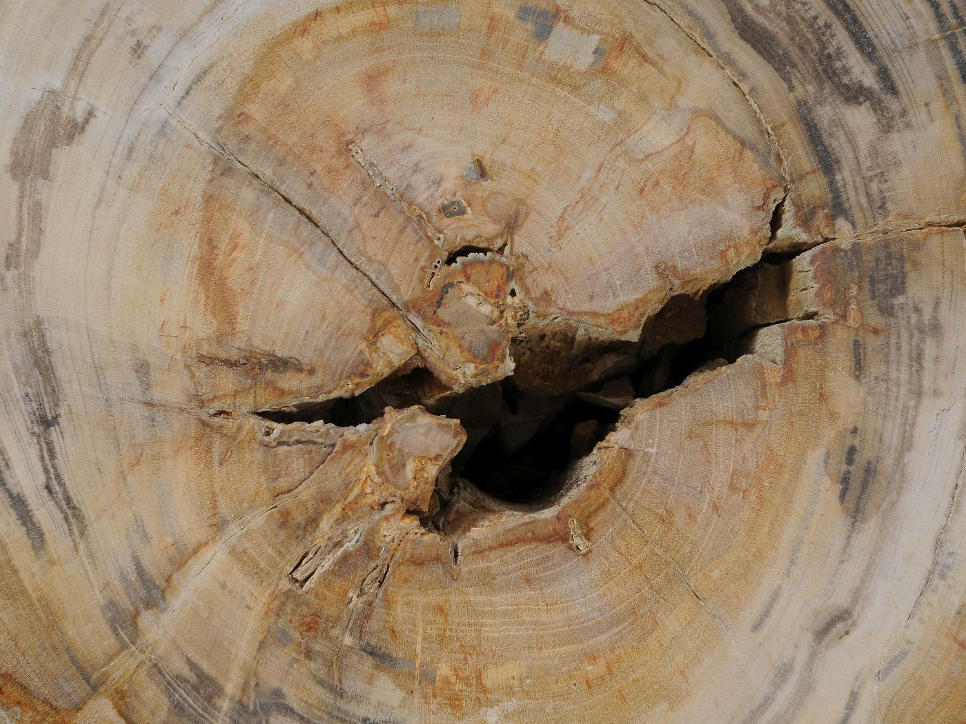 Tavolino tronco in legno pietrificato - 53022