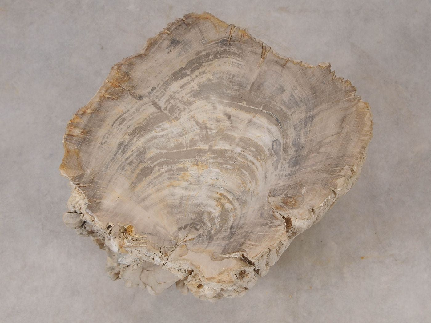 Tavolino tronco in legno pietrificato - 53024