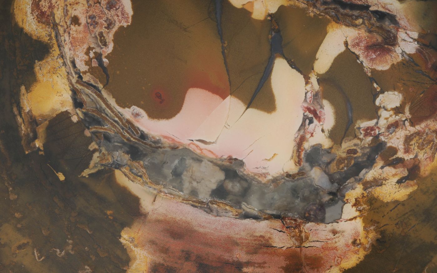 Lastra per tavolino in legno pietrificato - 53357