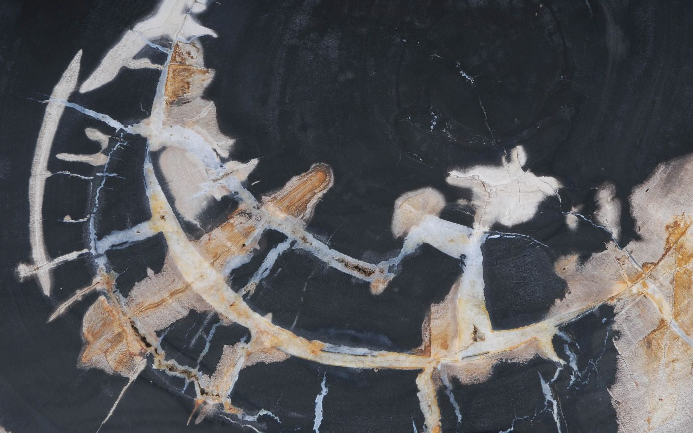 Lastra per tavolino in legno pietrificato - 53478