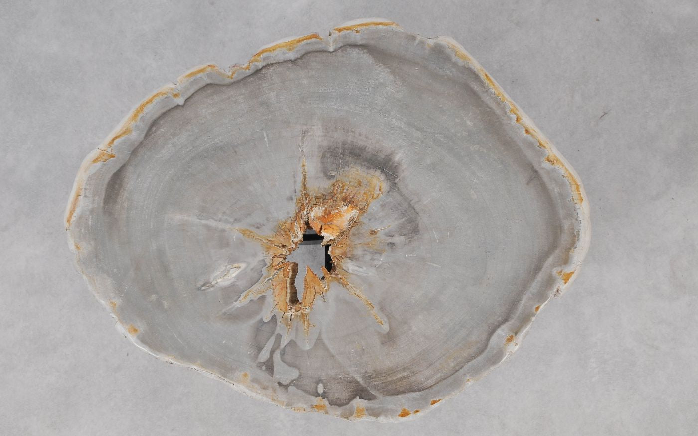 Lastra per tavolino in legno pietrificato - 55191