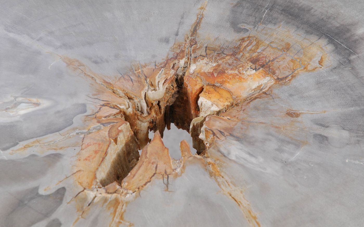 Lastra per tavolino in legno pietrificato - 55191