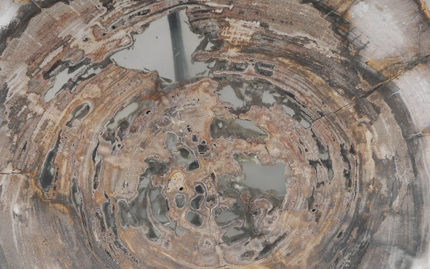 Lastra per tavolino in legno pietrificato - 55245