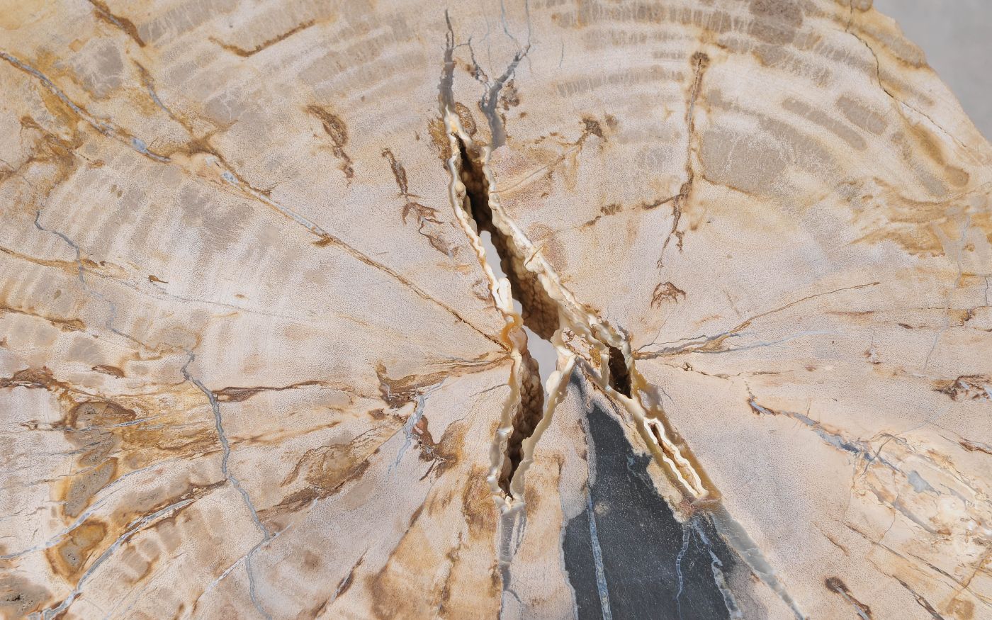Lastra per tavolino in legno pietrificato - 55307