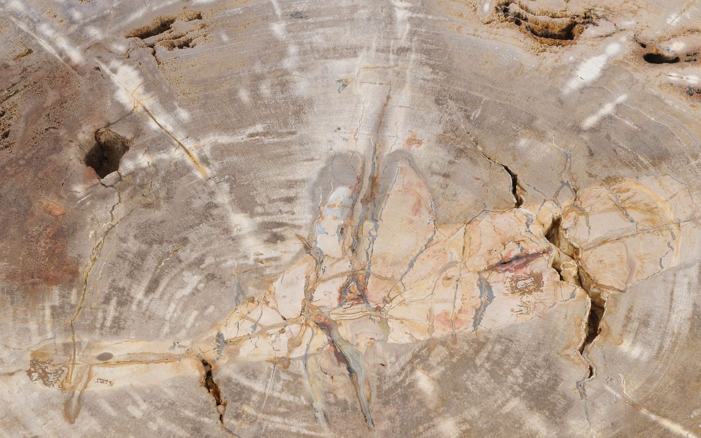 Lastra per tavolino in legno pietrificato - 56149