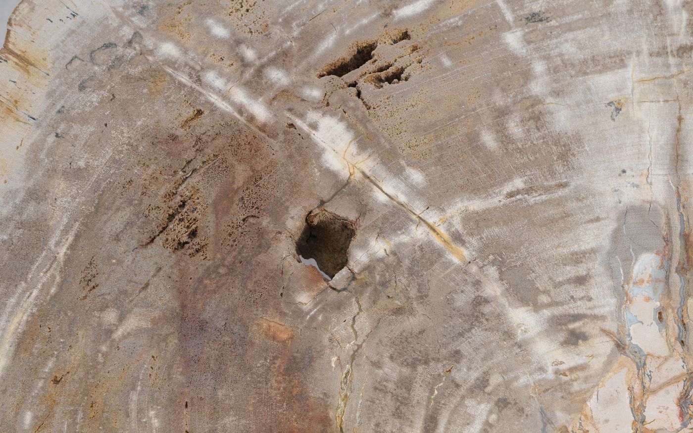 Lastra per tavolino in legno pietrificato - 56149