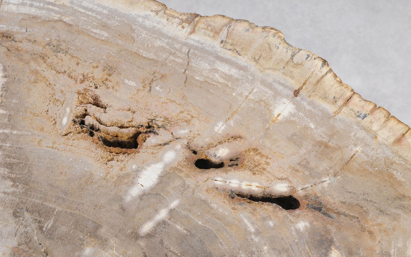 Lastra per tavolino in legno pietrificato - 56149