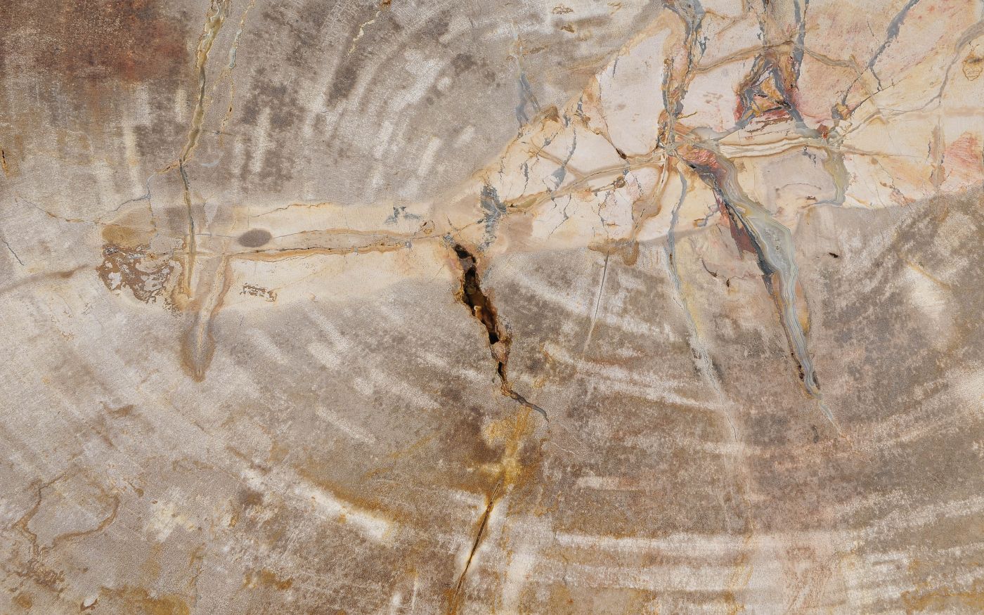 Lastra per tavolino in legno pietrificato - 56149