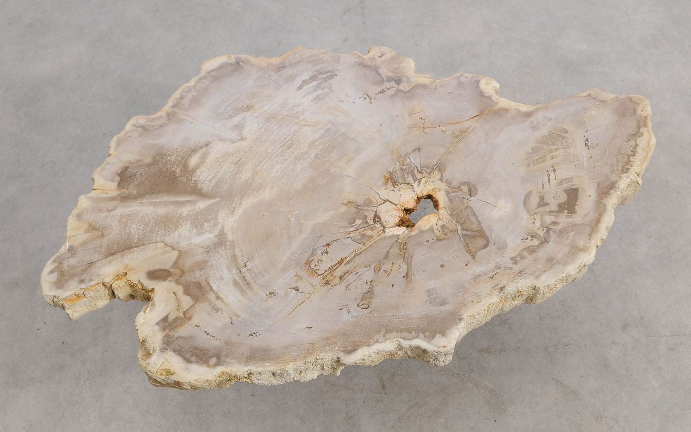 Lastra per tavolino in legno pietrificato - 56198