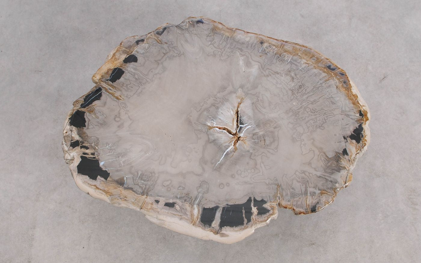 Lastra per tavolino in legno pietrificato - 59325