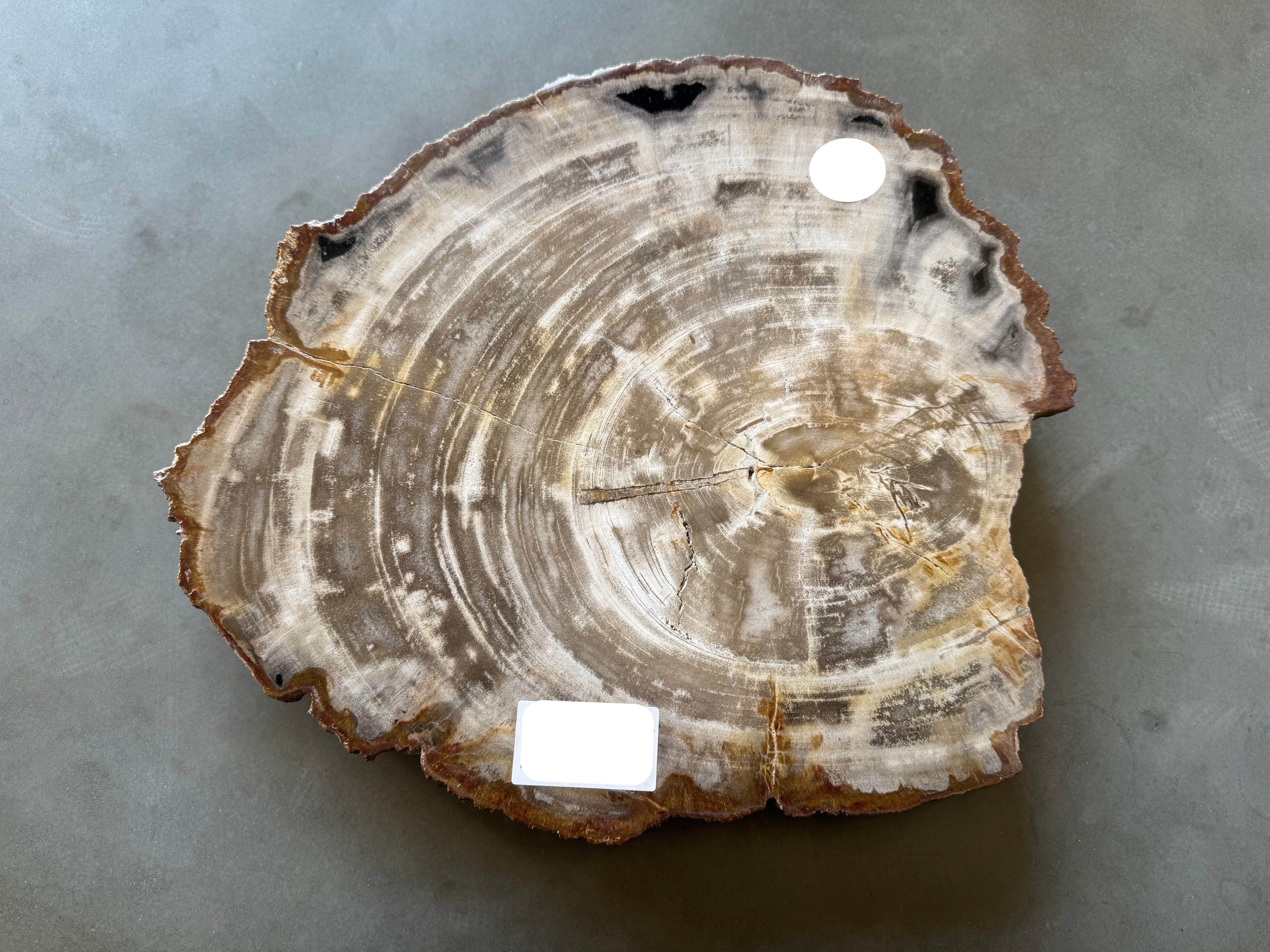 Lastra per tavolino o oggetto decorativo in legno pietrificato - C1