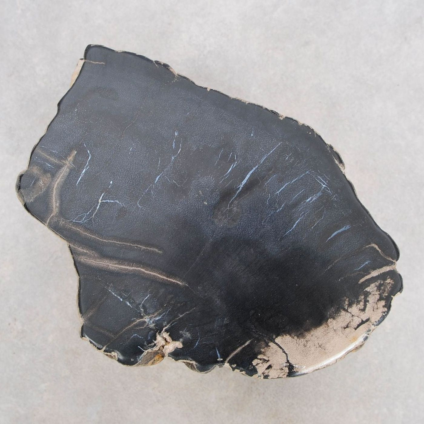 Tavolino tronco in legno pietrificato - 48191