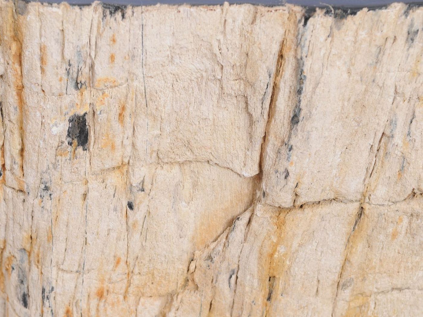 Tavolino tronco in legno pietrificato - 48191