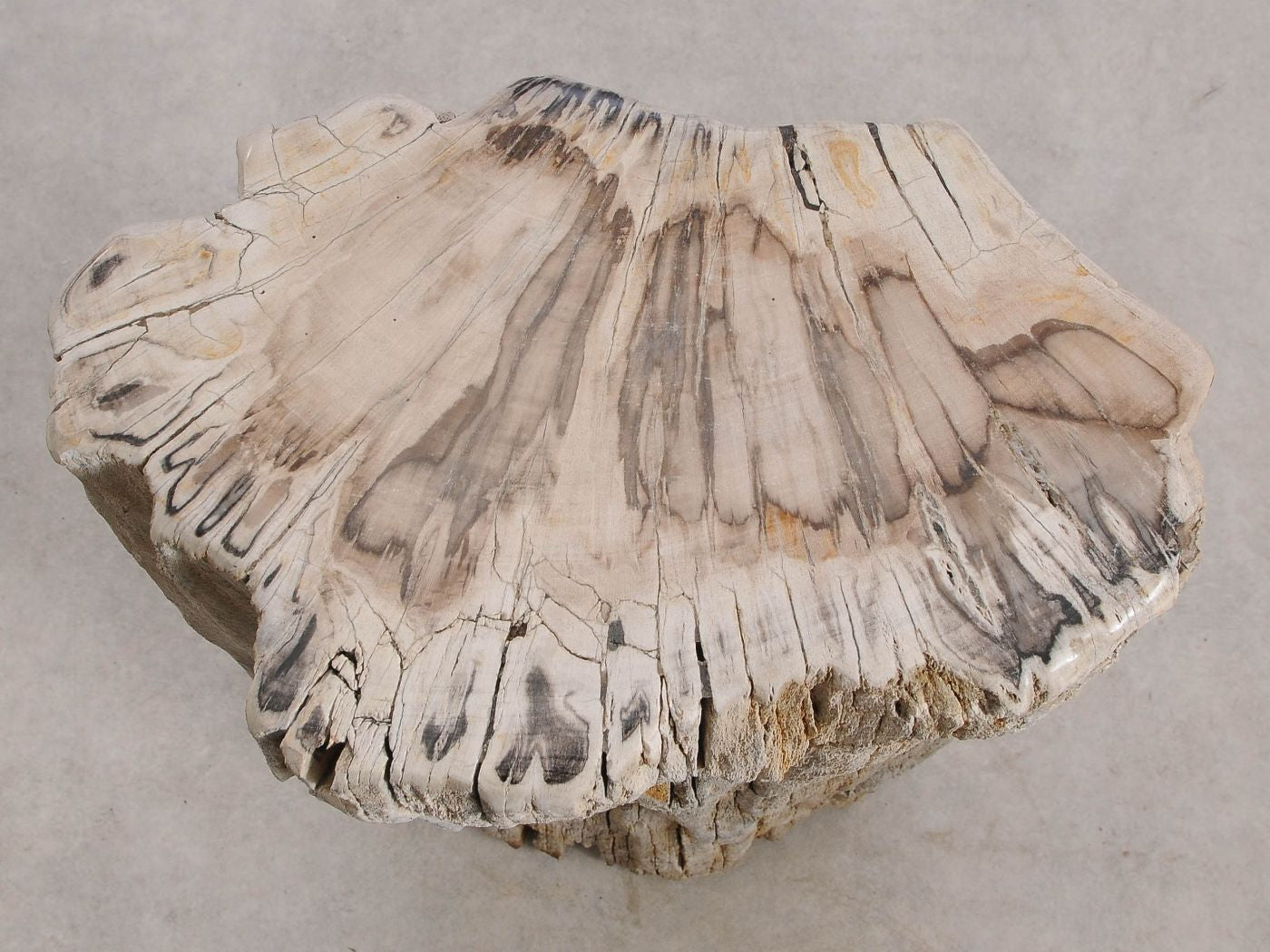 Tavolino tronco in legno pietrificato - 55001