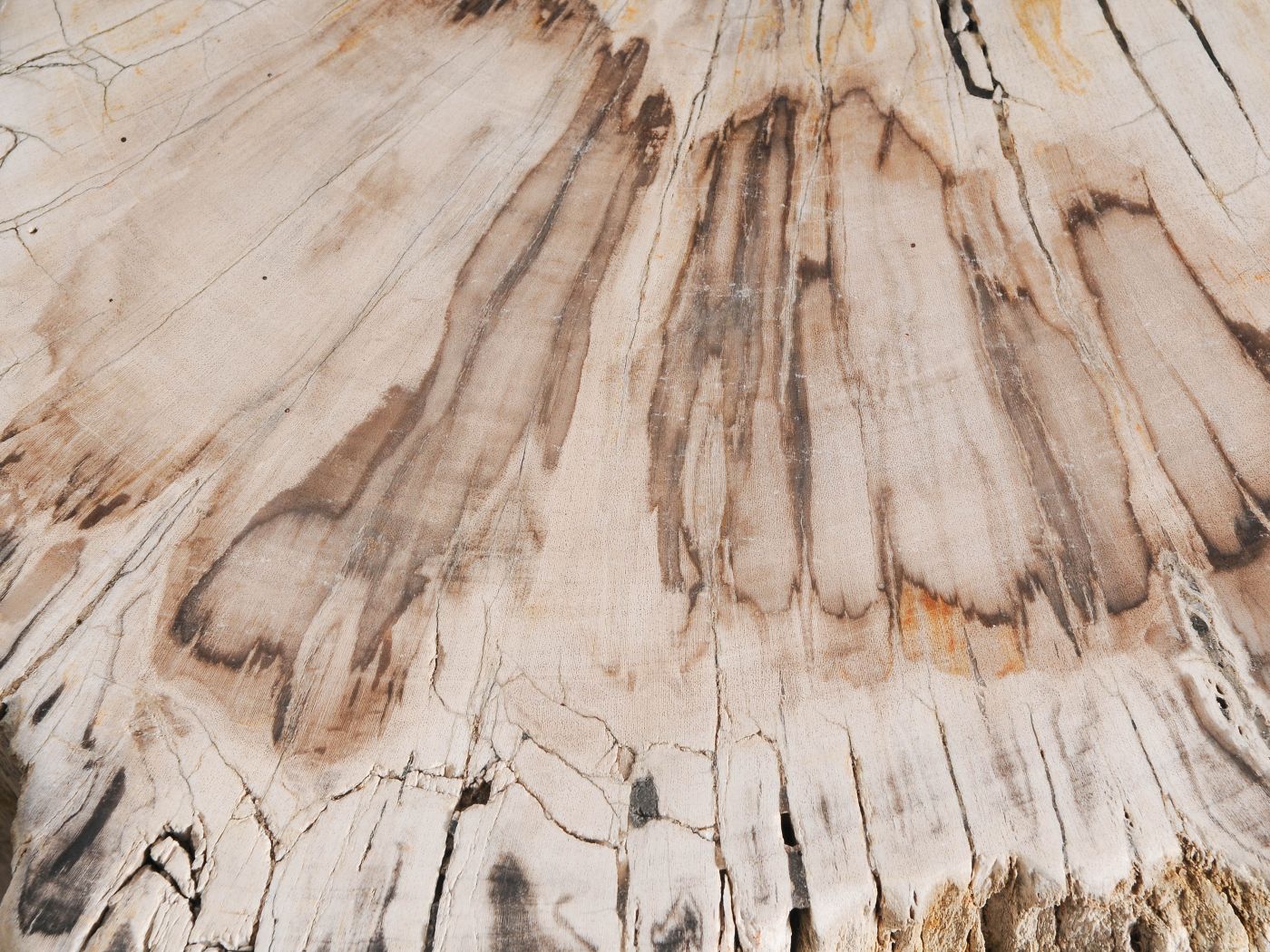 Tavolino tronco in legno pietrificato - 55001