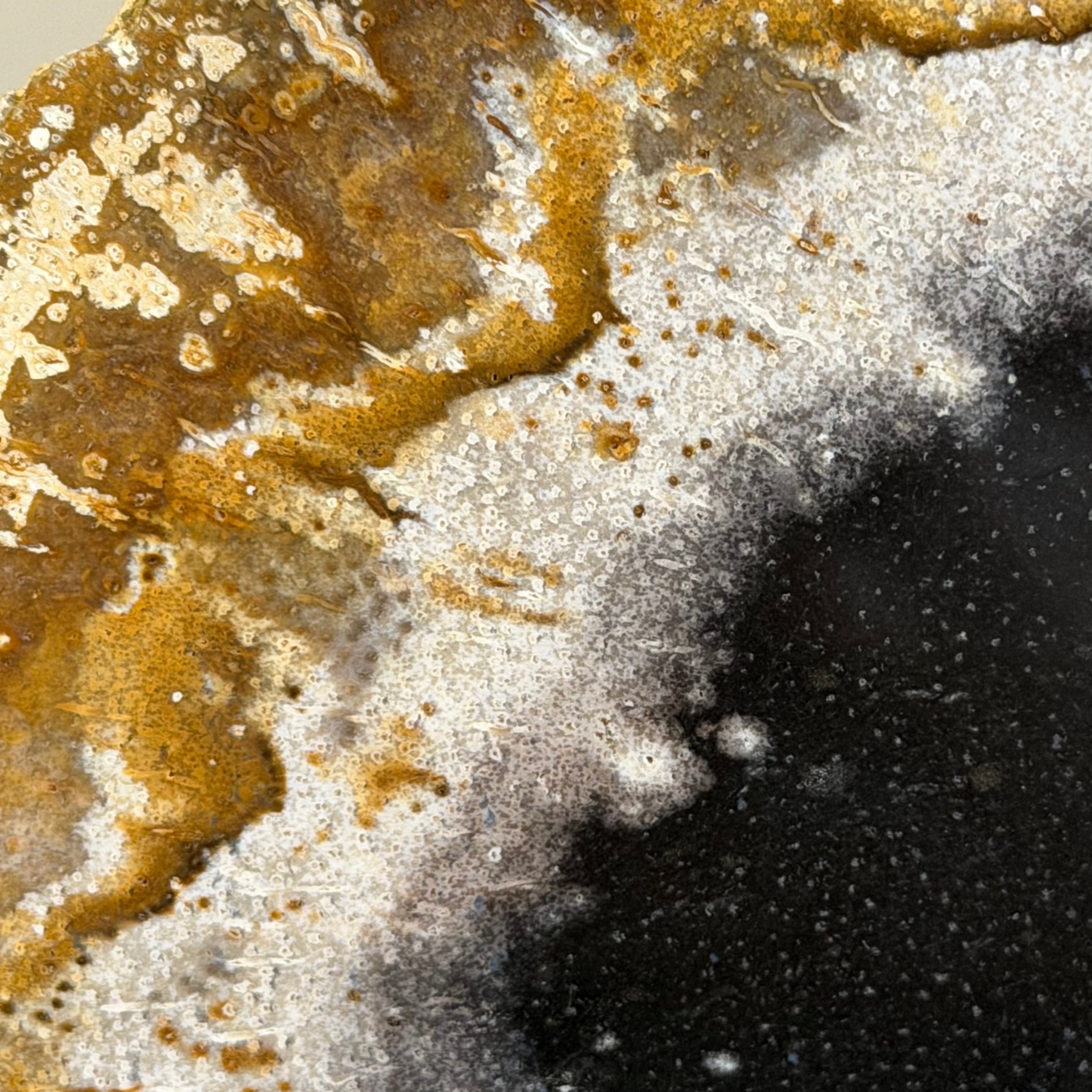 Lastra per tavolino o oggetto decorativo in legno pietrificato - 42300 C