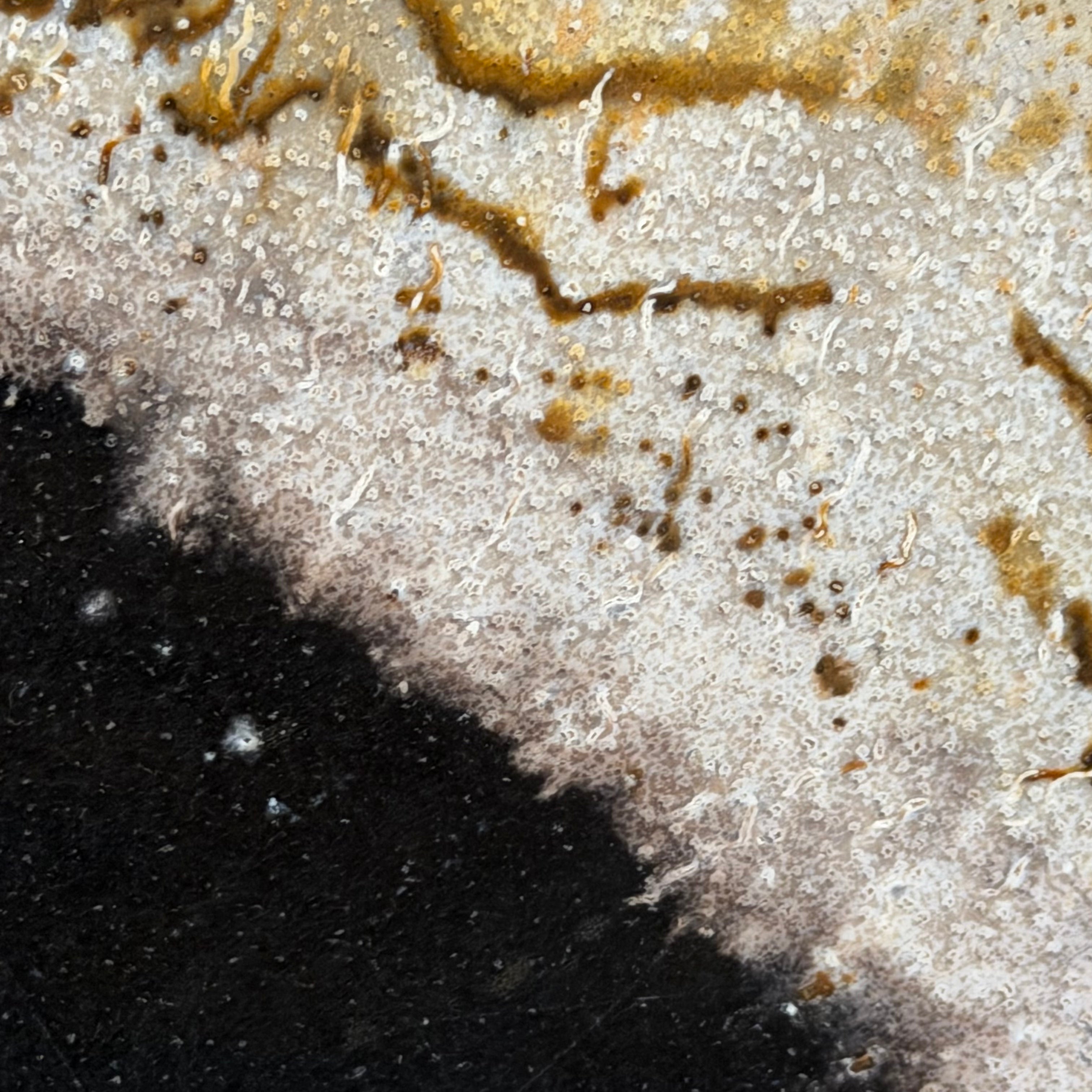 Lastra per tavolino o oggetto decorativo in legno pietrificato - 42300 C