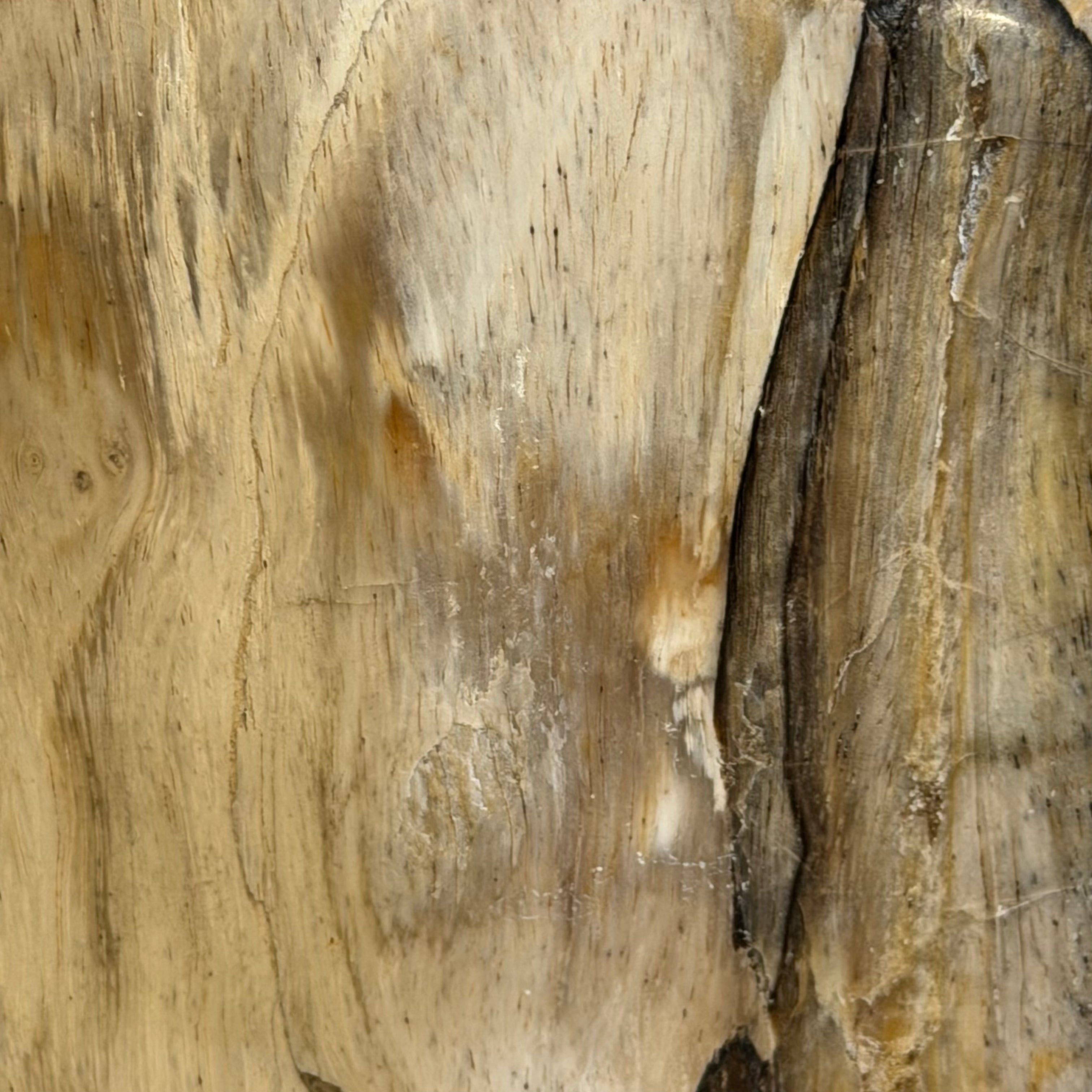 Scultura soprammobile in legno pietrificato - 50007 B