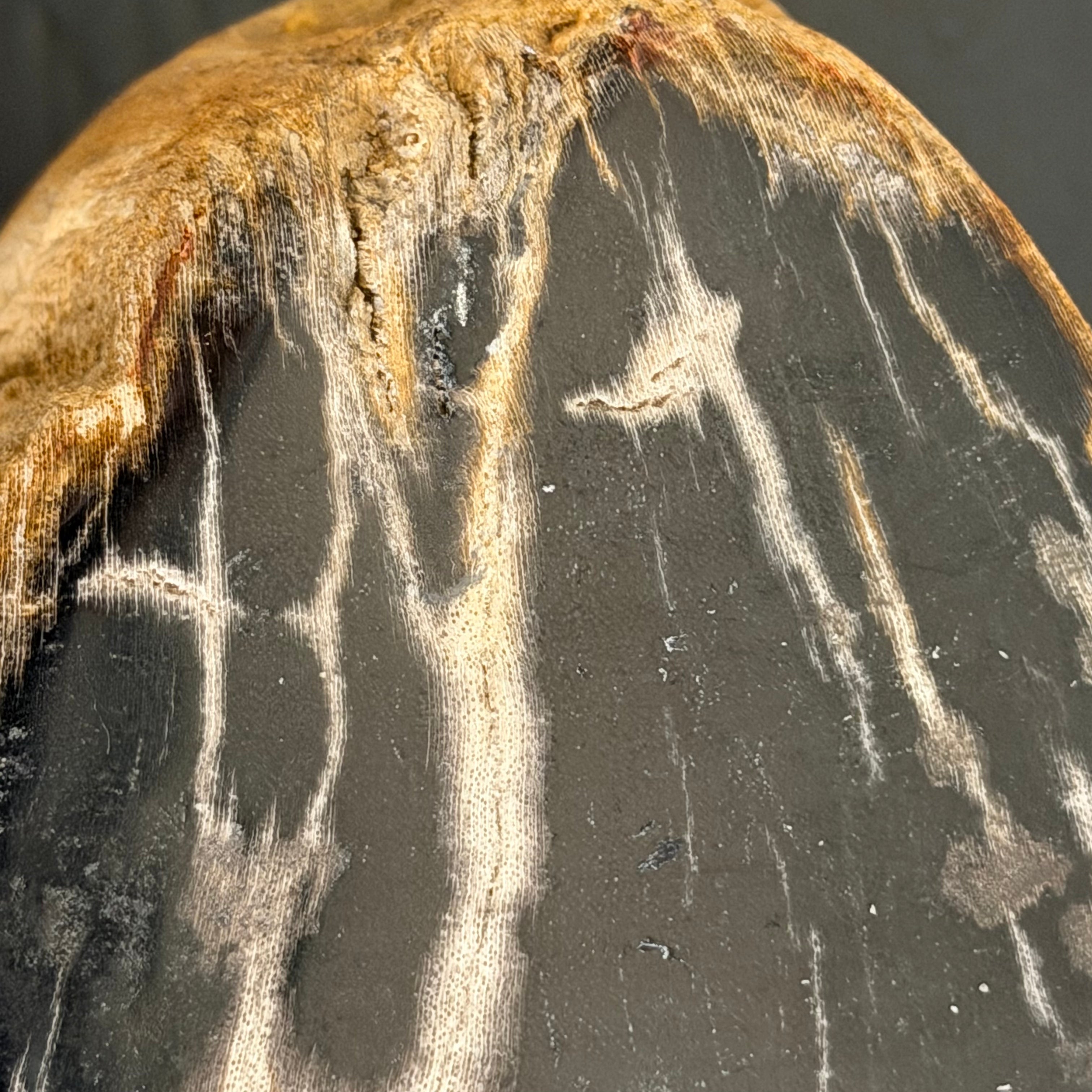 Portacandele in legno pietrificato - 50001