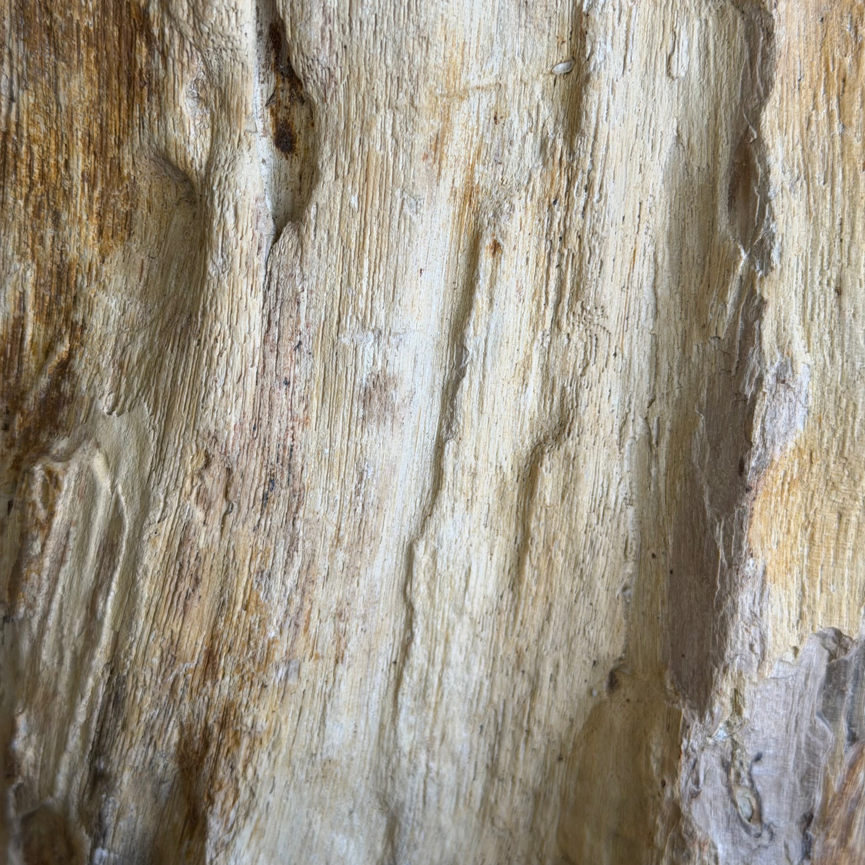 Portacandele in legno pietrificato - 61312 C